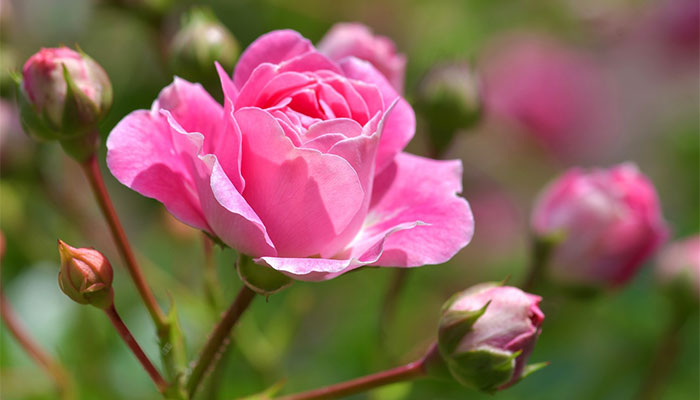 Fleurs roses roses Fleurs roses roses