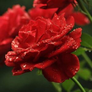 Les roses et leur classification