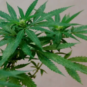 Ravageurs de la marijuana