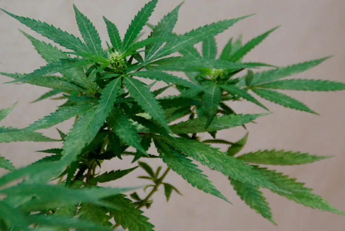 Floresyplantas.net