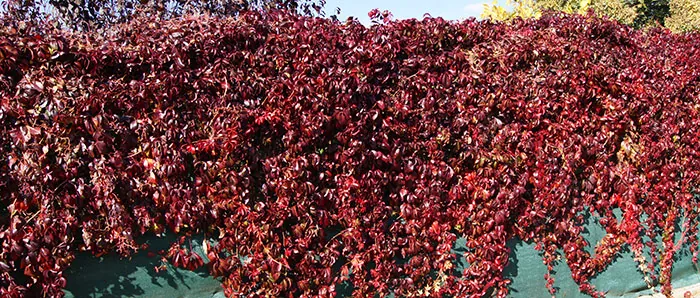 vigne vierge dans le jardin vigne vierge dans le jardin