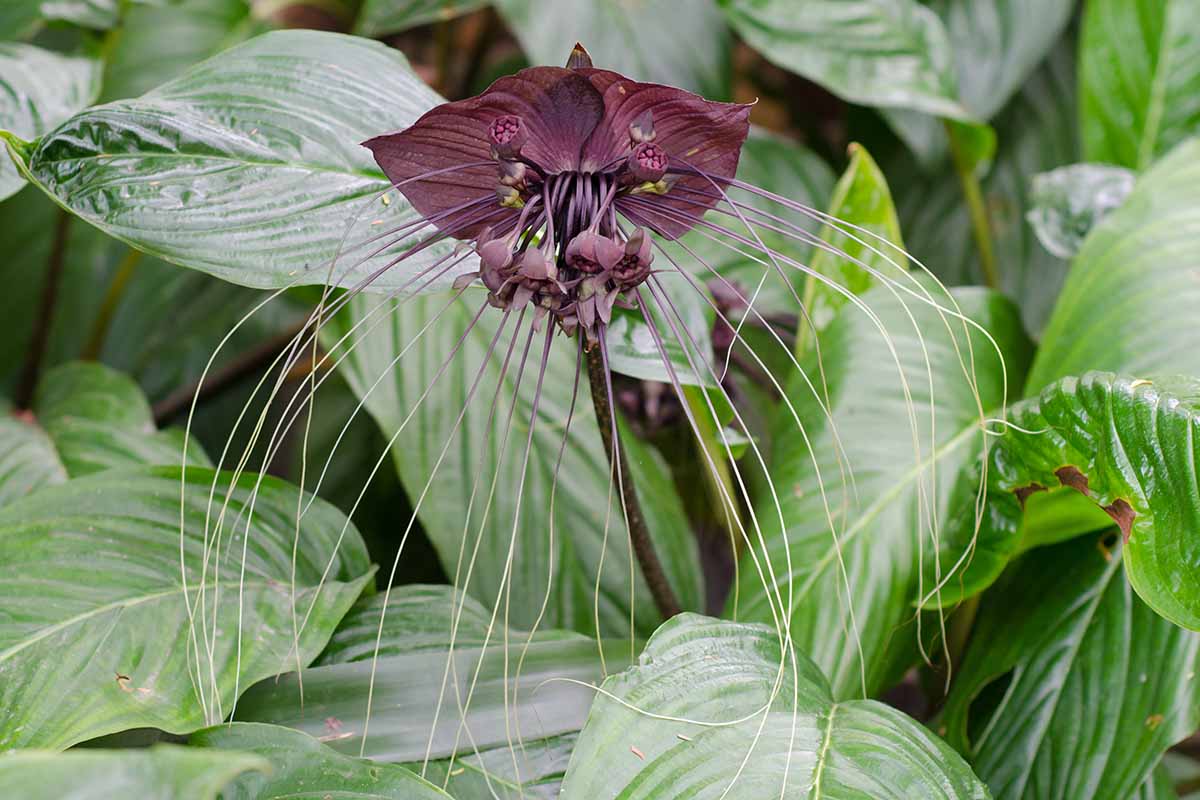 Une image horizontale d'un Tacca chantrieri alias moustaches de chat ou fleur de chauve-souris poussant à l'état sauvage, entourée d'un feuillage vert brillant.