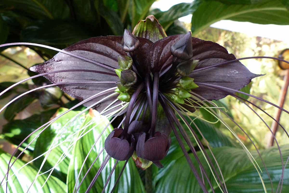 Une image horizontale en gros plan d'une Tacca chantrieri alias fleur de chauve-souris ou de moustaches de chat poussant dans un pot à l'extérieur.
