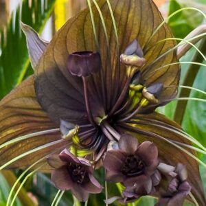 Apprenez à faire pousser des fleurs de chauve-souris (moustaches de chat)