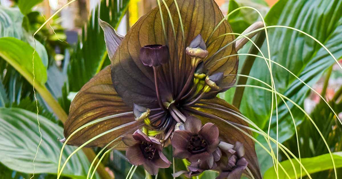 Apprenez à faire pousser des fleurs de chauve-souris (moustaches de chat)