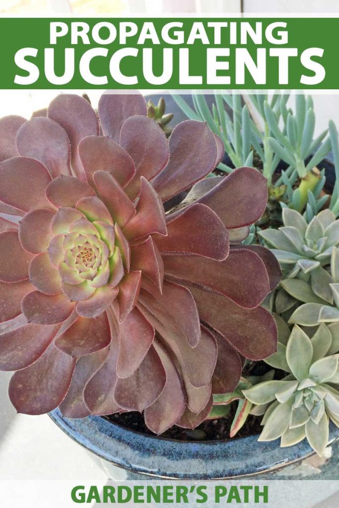 Un pot en céramique bleu rempli de différentes sortes de plantes succulentes.