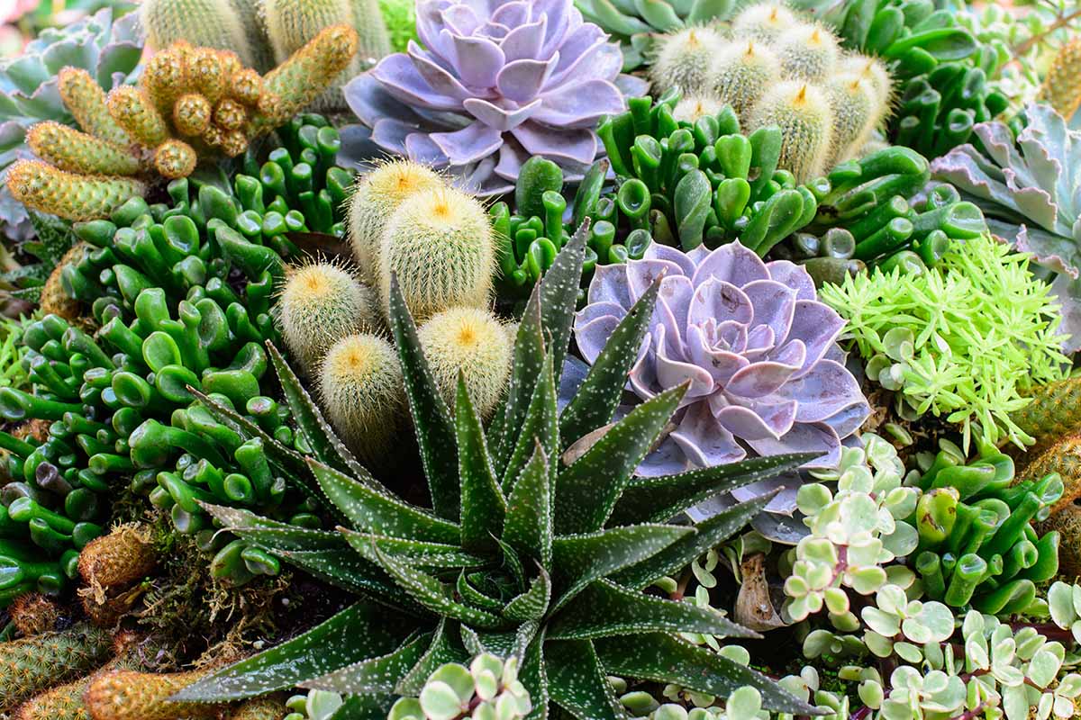 Une image horizontale en gros plan de diverses plantes succulentes dans un jardin.