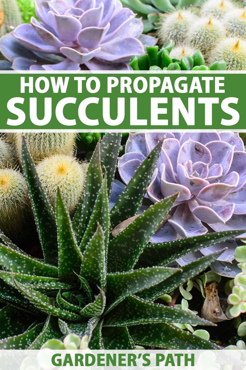 Une image verticale en gros plan d'une variété de différents types de plantes succulentes poussant dans une jardinerie. En haut et en bas du cadre se trouve un texte imprimé en vert et blanc.