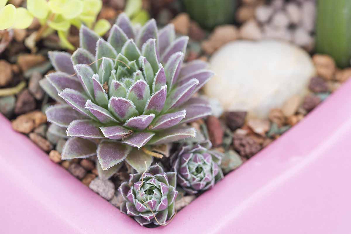 Une image horizontale en gros plan d'une poule et de poussins teintés de violet, avec des plantules idéales pour la propagation.