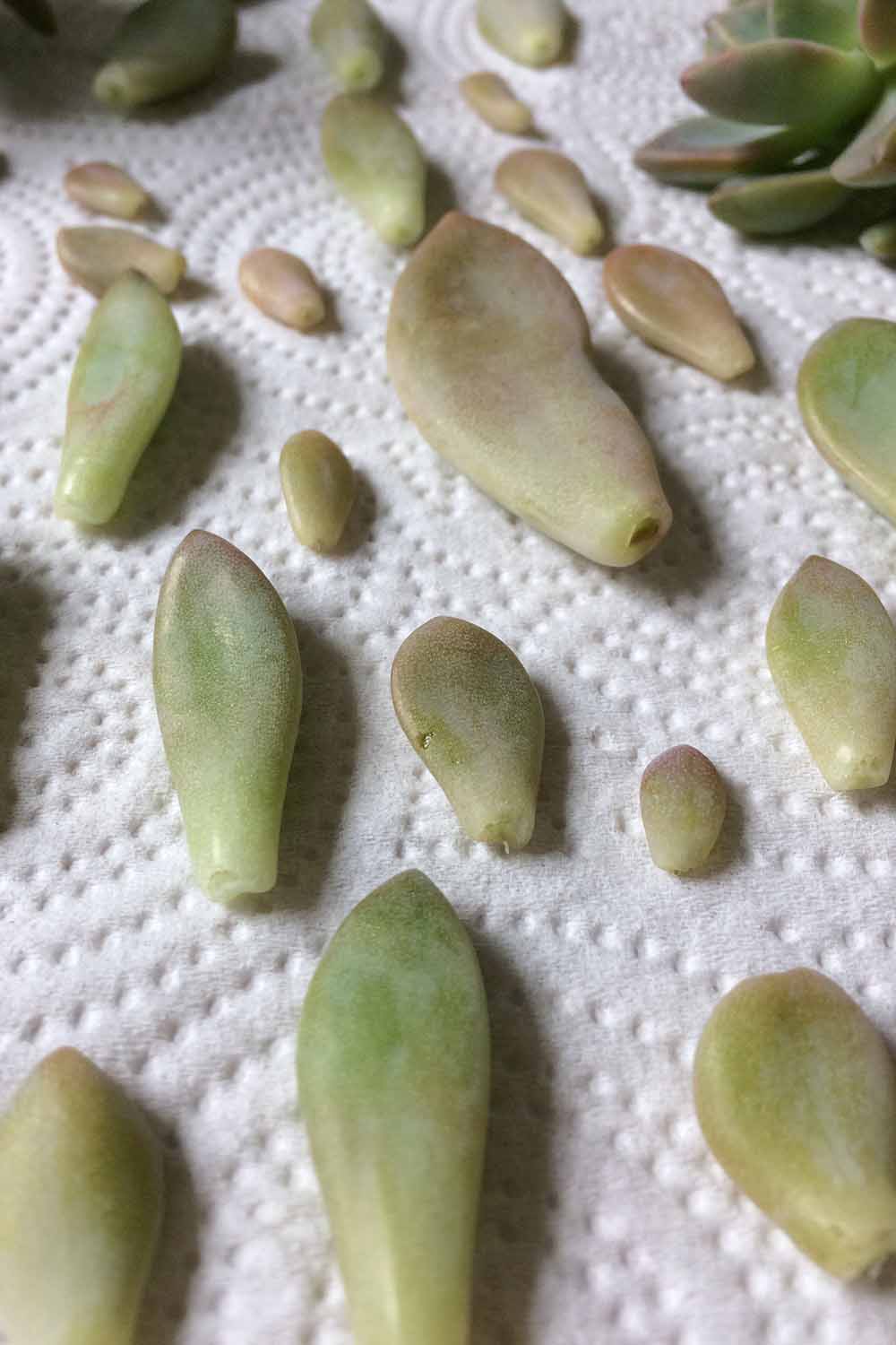Une image verticale en gros plan de feuilles retirées d'une succulente et placées sur une serviette en papier pour sécher.