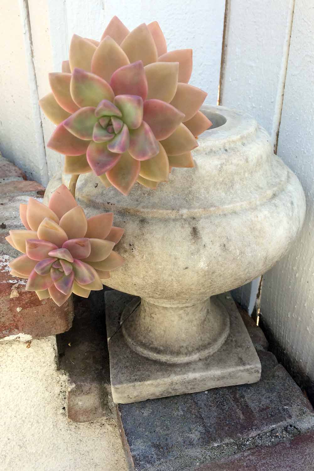 Une image verticale en gros plan de plantes succulentes poussant à l'extérieur dans un semoir en béton.