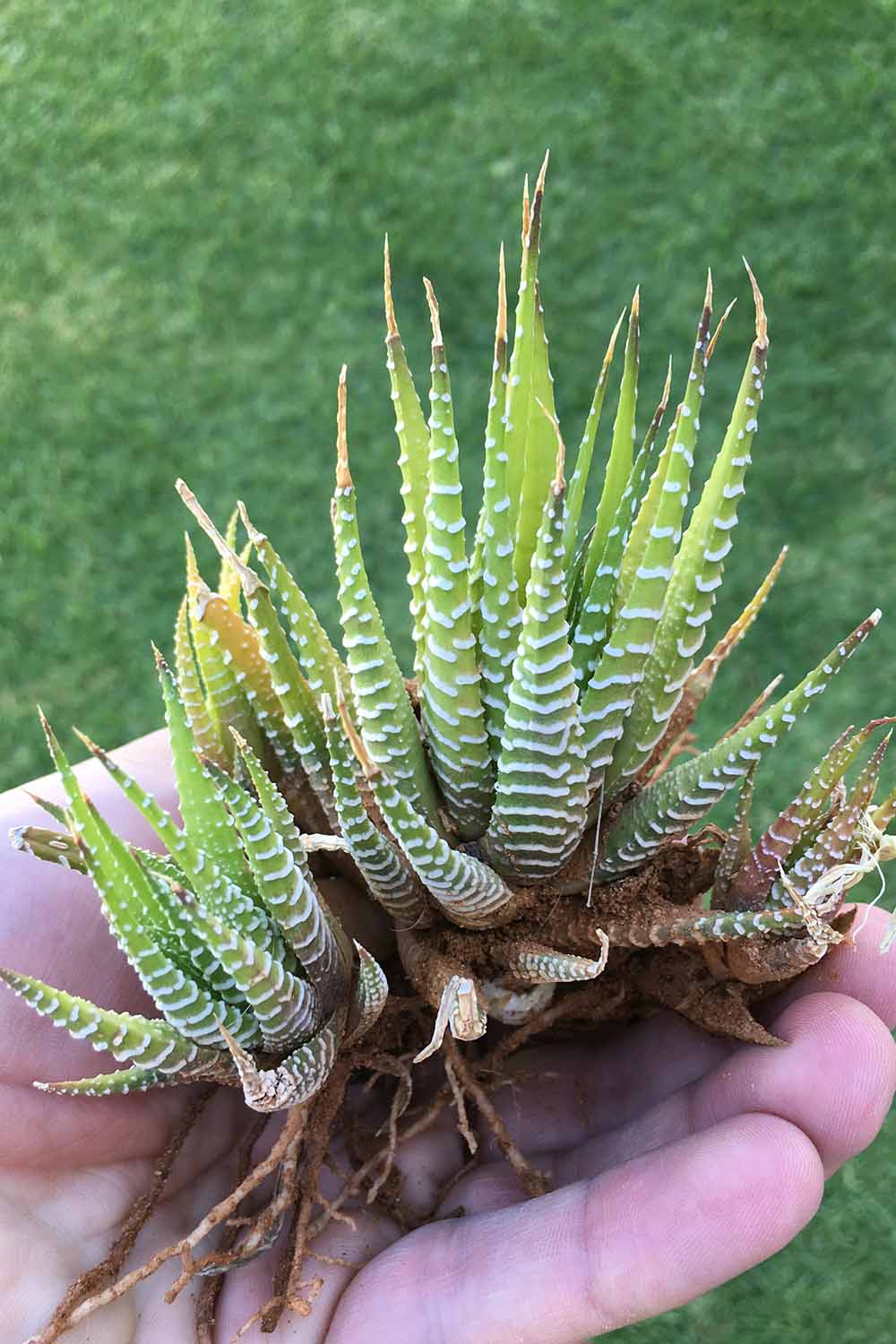 Image verticale en gros plan d'une main tenant un cactus zébré, ou haworthia, avec des racines exposées, prêt à diviser et à démarrer de nouvelles plantes.