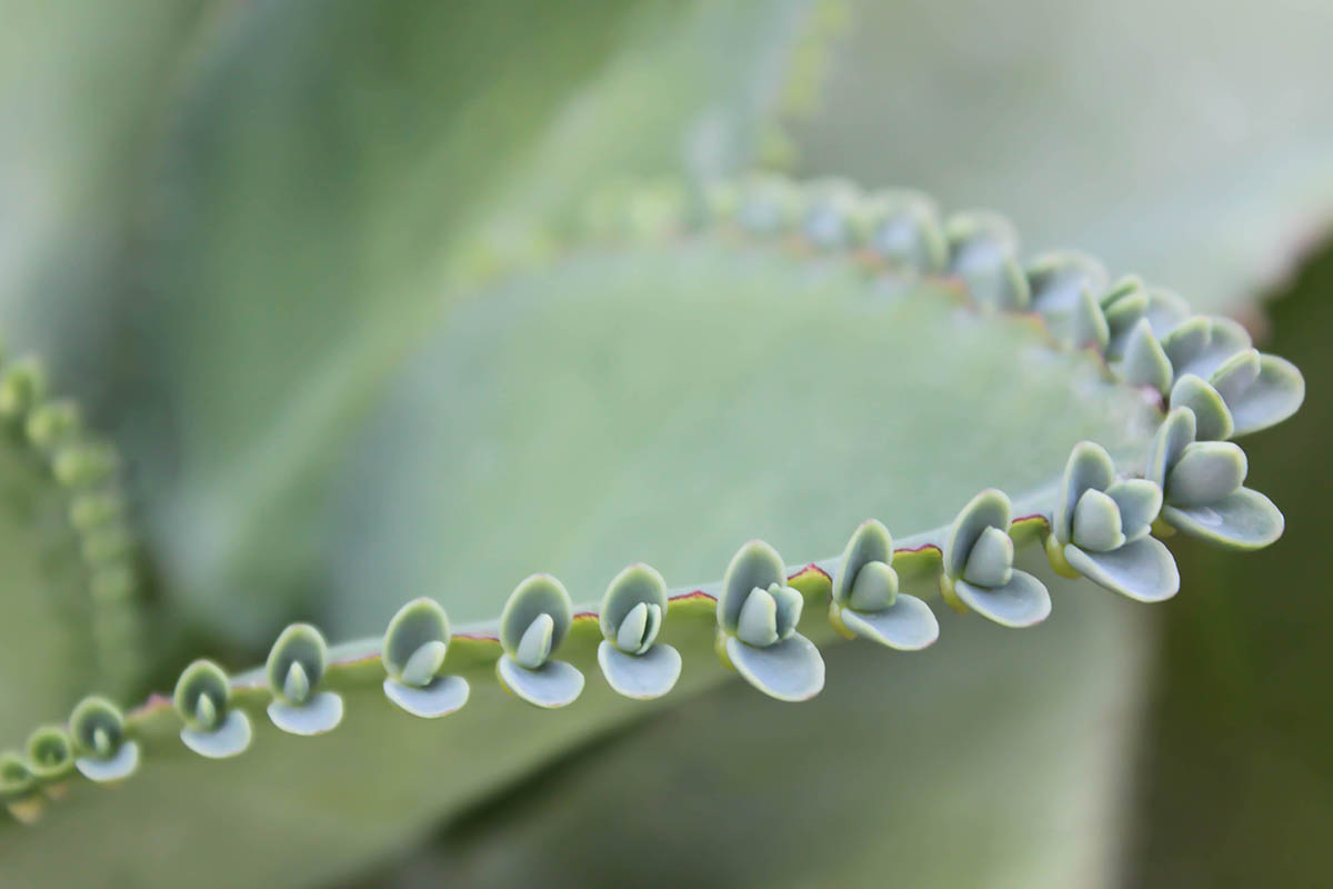 Une image horizontale en gros plan de Kalanchoe pinnata, une plante succulente qui laisse tomber des plantules, parfaite pour la propagation.