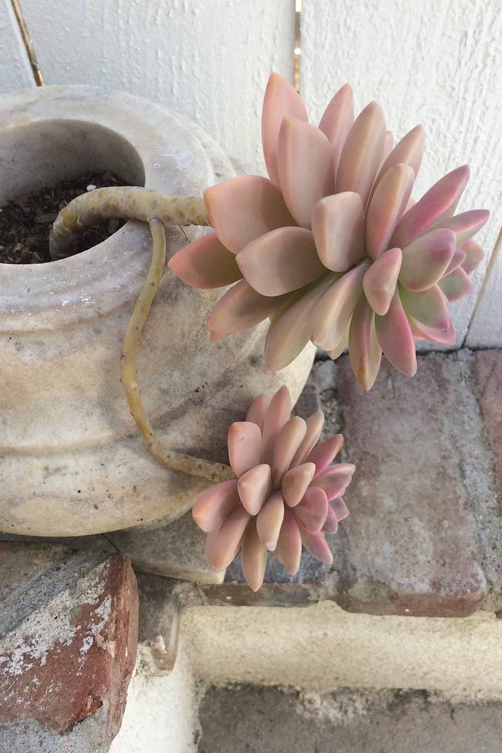 Une image verticale en gros plan d'une succulente aux teintes roses poussant dans une urne en béton à l'extérieur avec une ramification adaptée à la propagation.