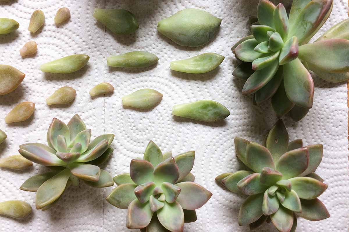 Une image horizontale en gros plan de feuilles et de plantules posées sur une serviette en papier.