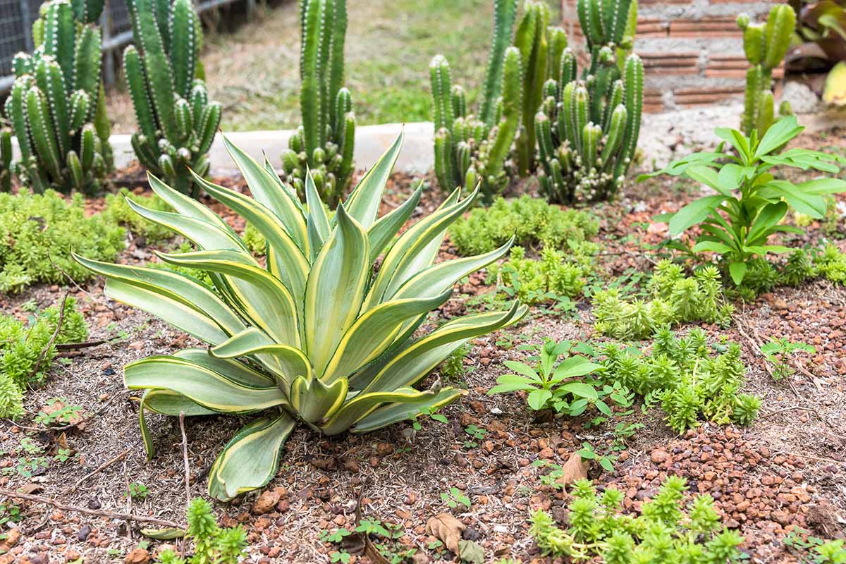 Image horizontale d'un jardin désertique animé, avec des plantes grasses et des cactus plantés dans le sol après avoir été divisés pour créer de nouvelles plantes.