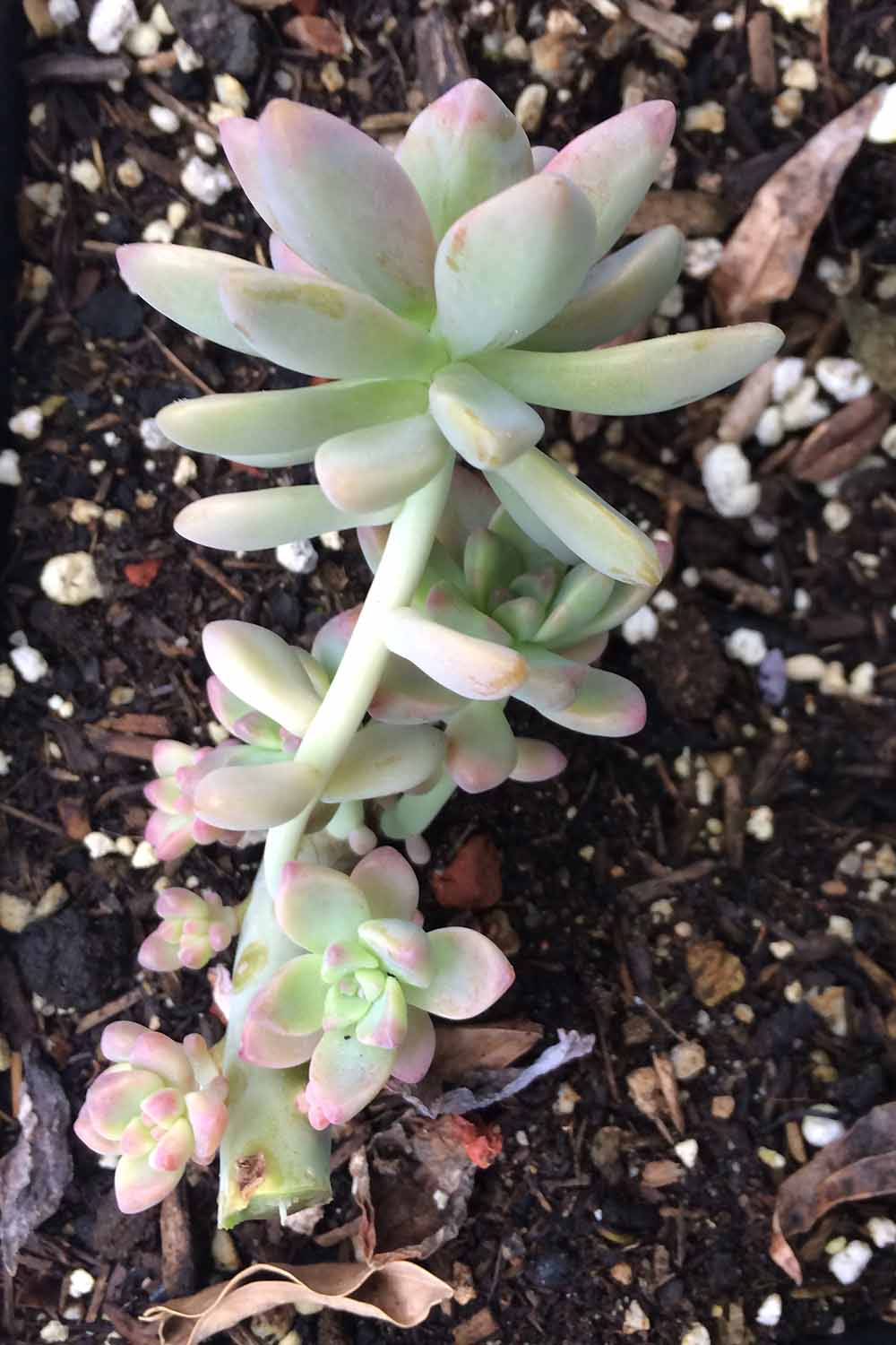 Une image verticale en gros plan d'une succulente taillée faisant place à une nouvelle croissance.