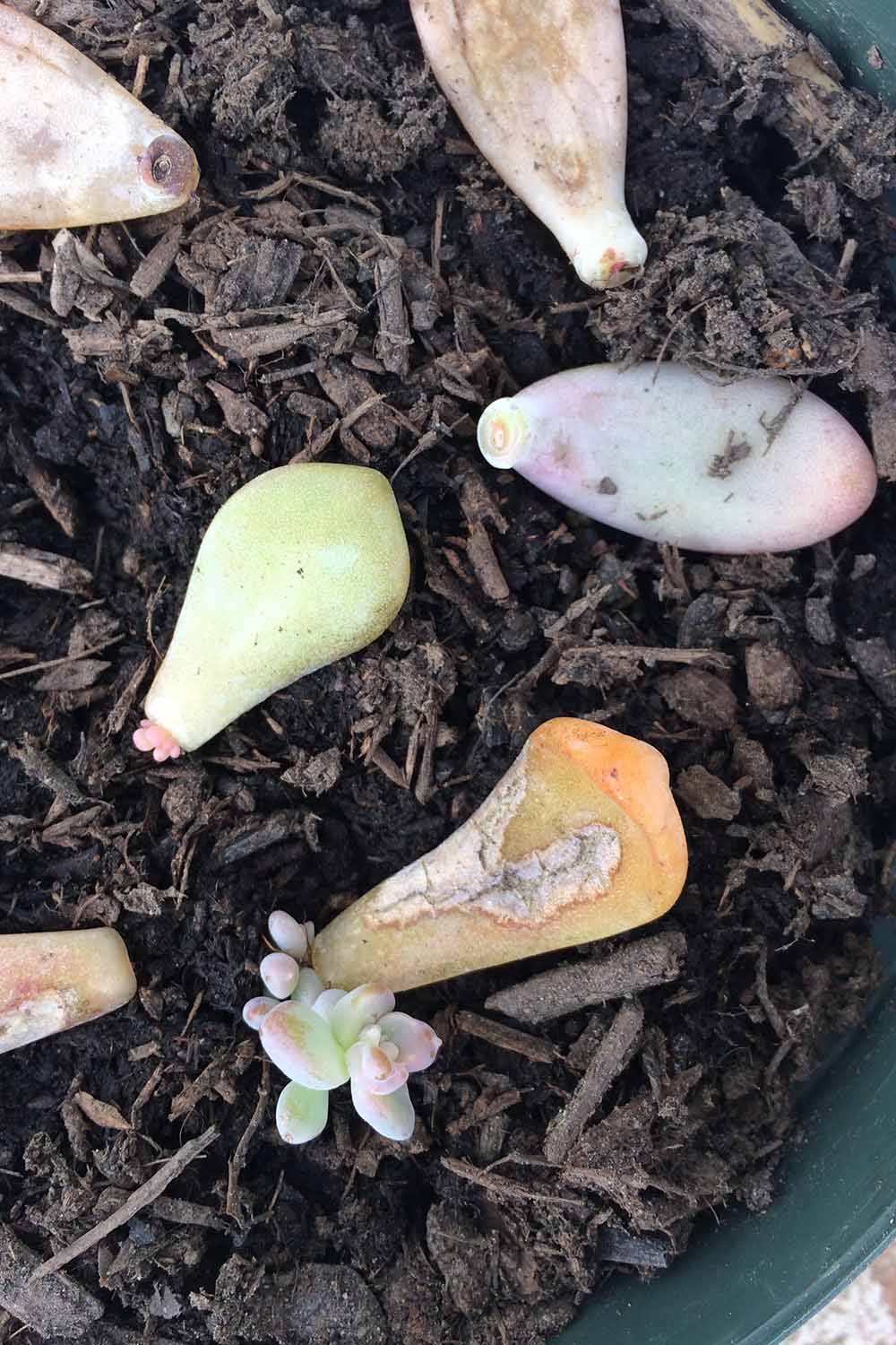 Une image verticale en gros plan de feuilles succulentes qui ont été plantées dans le sol et qui commencent à pousser.