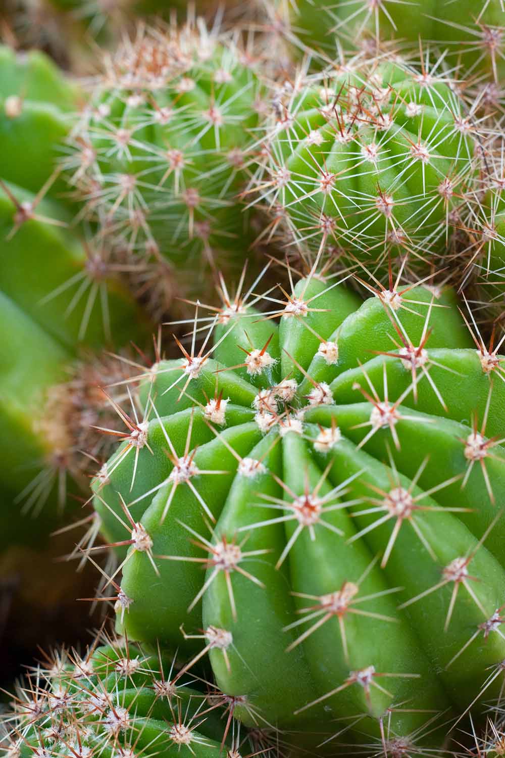 Une image verticale en gros plan de cactus poussant dans un pot.