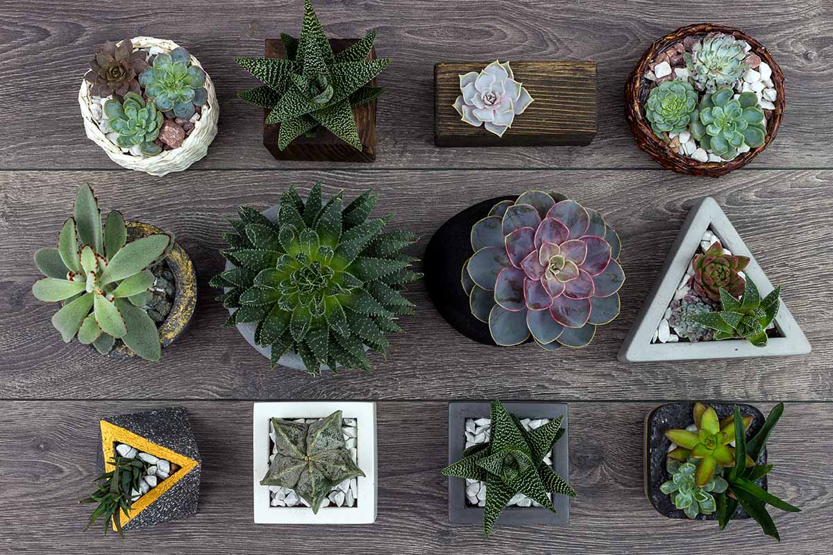 Une image horizontale en gros plan d'une collection de différentes plantes succulentes posées sur une surface en bois.