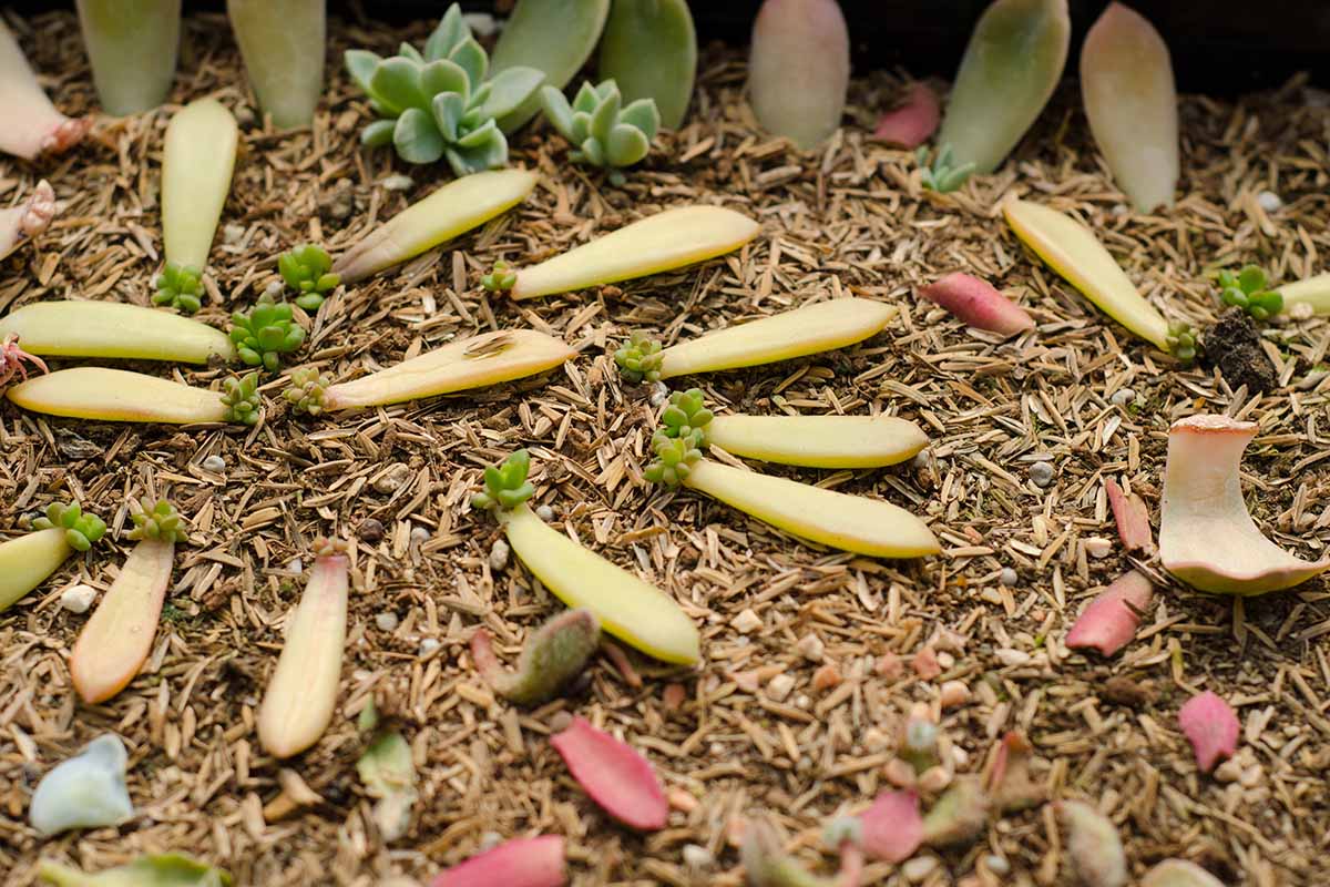 Une image horizontale en gros plan de plantes succulentes propagées à partir de boutures de feuilles.