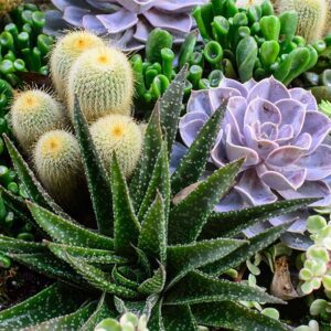 Propager des plantes succulentes en 5 étapes faciles