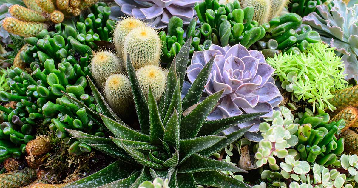 Propager des plantes succulentes en 5 étapes faciles