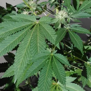 Maladies fongiques dans la culture de marijuana