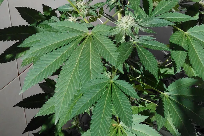 Floresyplantas.net