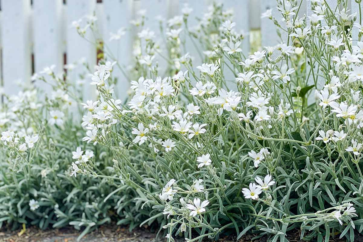 Une image horizontale en gros plan de la neige en été poussant dans une bordure de jardin avec une clôture blanche en arrière-plan.