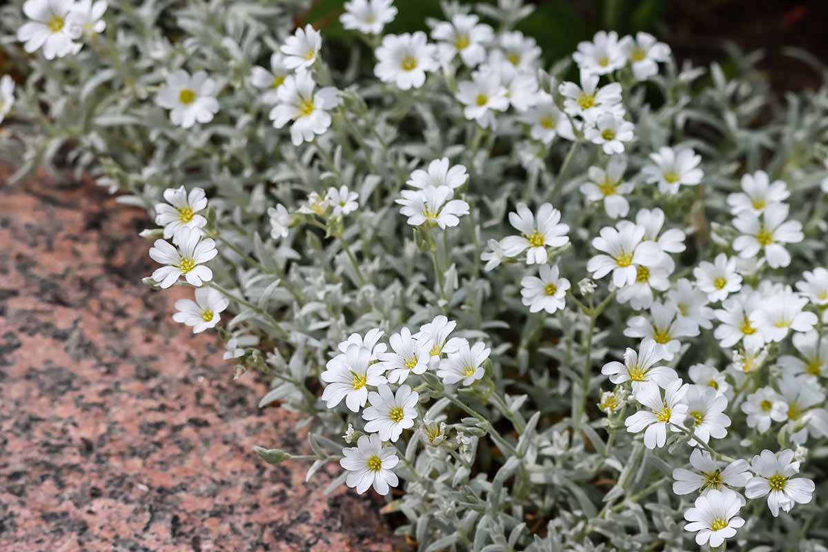 Une image horizontale en gros plan de Cerastium tomentosum poussant dans le jardin au bord d'un sentier.