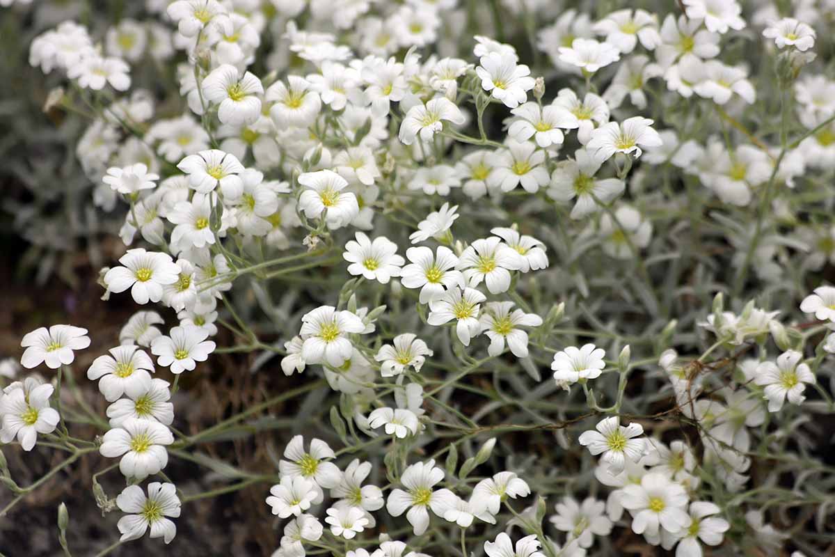 Une image horizontale en gros plan de la neige en été (Cerastium tomentosum) en pleine floraison dans le jardin.