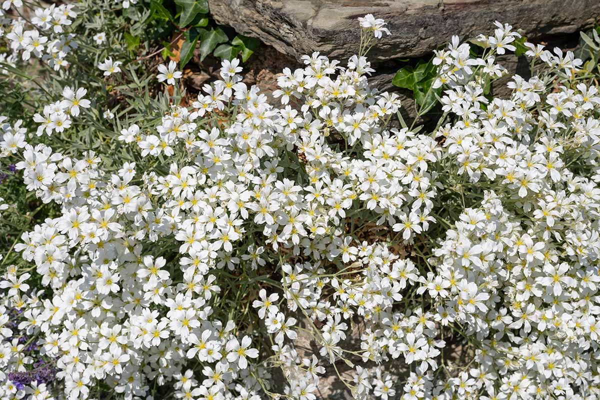 Une image horizontale en gros plan des jolies fleurs blanches de Cerastium tomentosum, représentées sous un soleil éclatant.