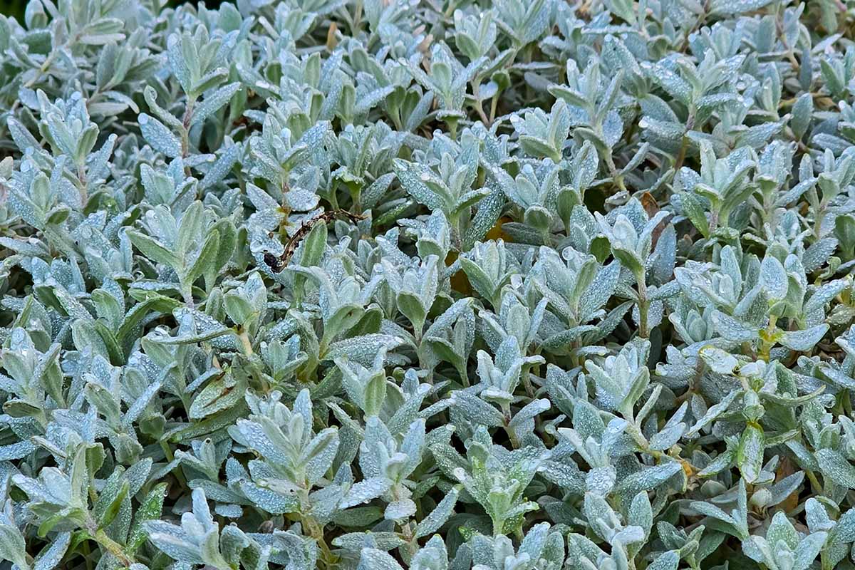 Une image horizontale en gros plan du feuillage couvre-sol de la neige en été (Cerastium tomentosum) recouvert de gouttelettes d'eau.