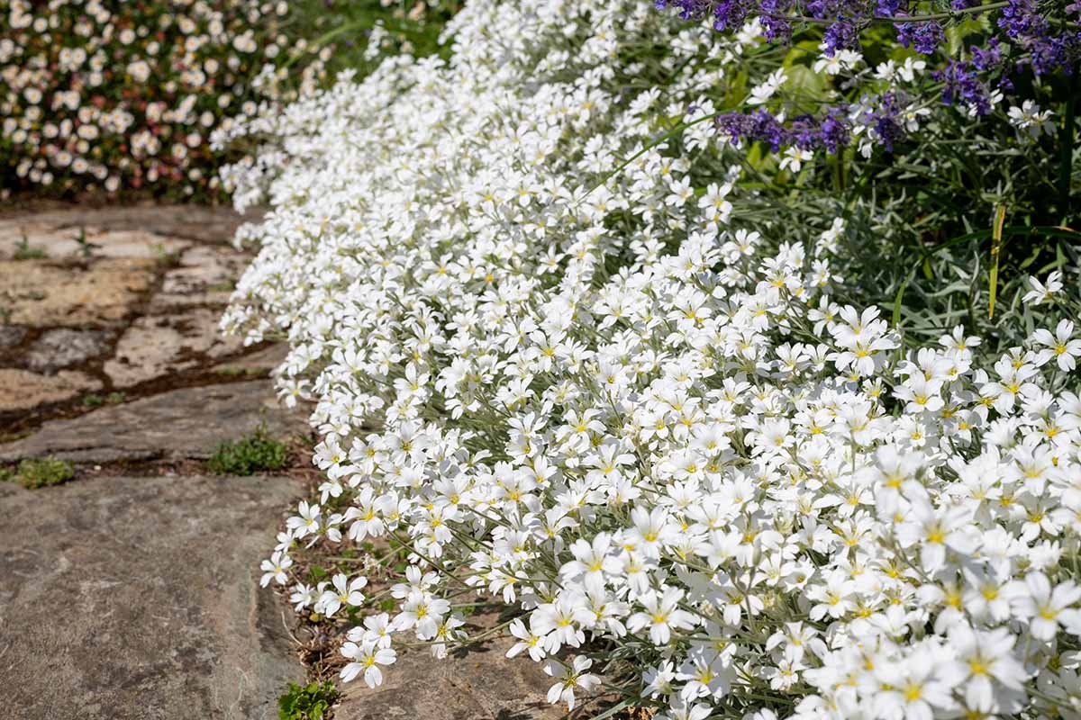 Une image horizontale en gros plan de la neige en été (Cerastium tomentosum) en pleine floraison au bord d'une bordure de jardin.