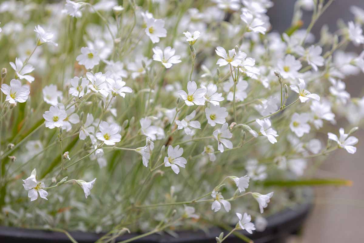 Une image horizontale en gros plan de Cerastium tomentosum poussant dans un récipient en pleine floraison.