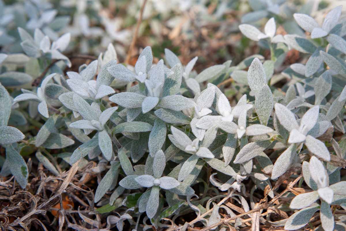 Une image horizontale en gros plan du feuillage vert argenté de Cerastium tomentosum poussant dans le jardin.