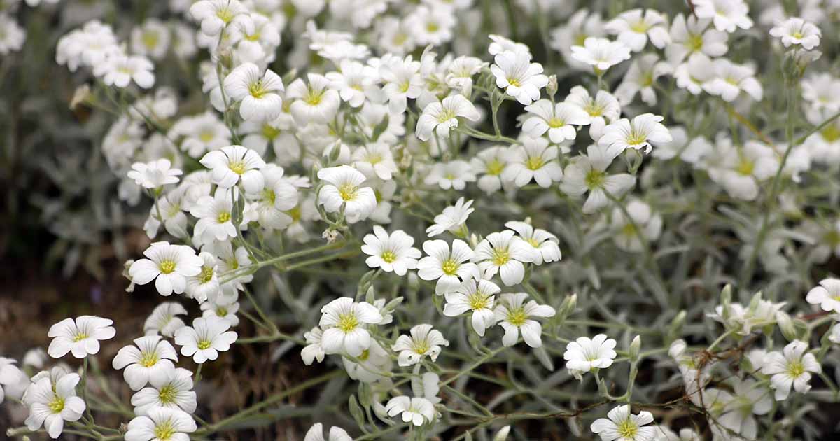 Apprenez à faire pousser un couvre-sol enneigé en été