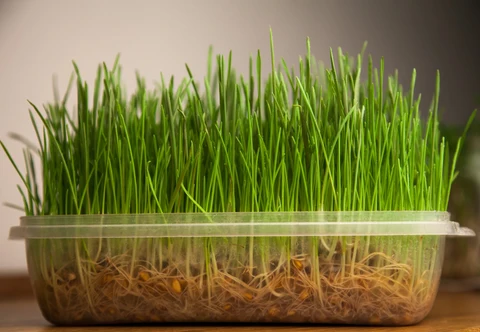 Ce dont vous avez besoin pour cultiver de l'herbe de blé à la maison