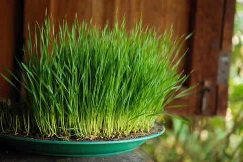 Pourquoi cultiver de l'agropyre à la maison ?