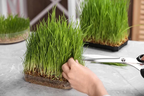 Récolte des micropousses d'agropyre
