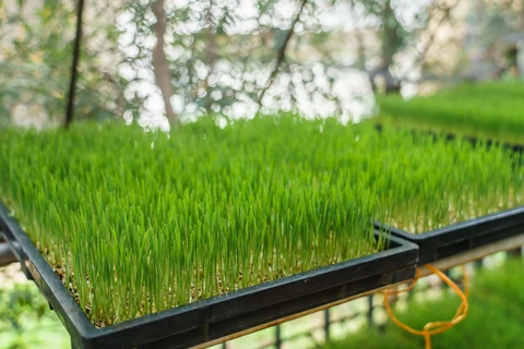 Comment faire pousser des micropousses d'agropyre à partir de graines