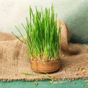 Comment faire pousser des micropousses d’agropyre à la maison – AllThatGrows