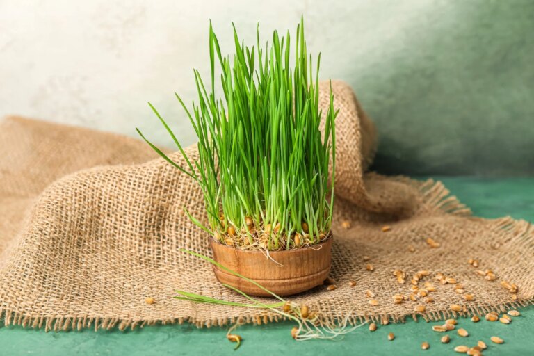 Comment faire pousser des micropousses d’agropyre à la maison – AllThatGrows