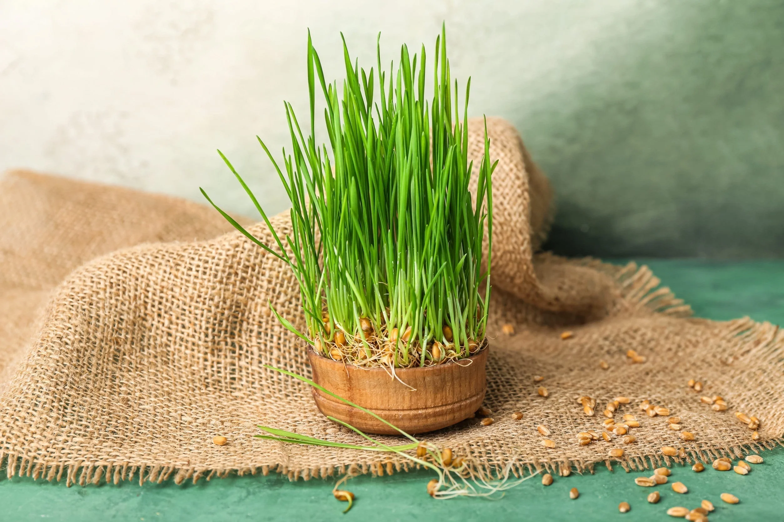 Comment faire pousser des micropousses d’agropyre à la maison – AllThatGrows
