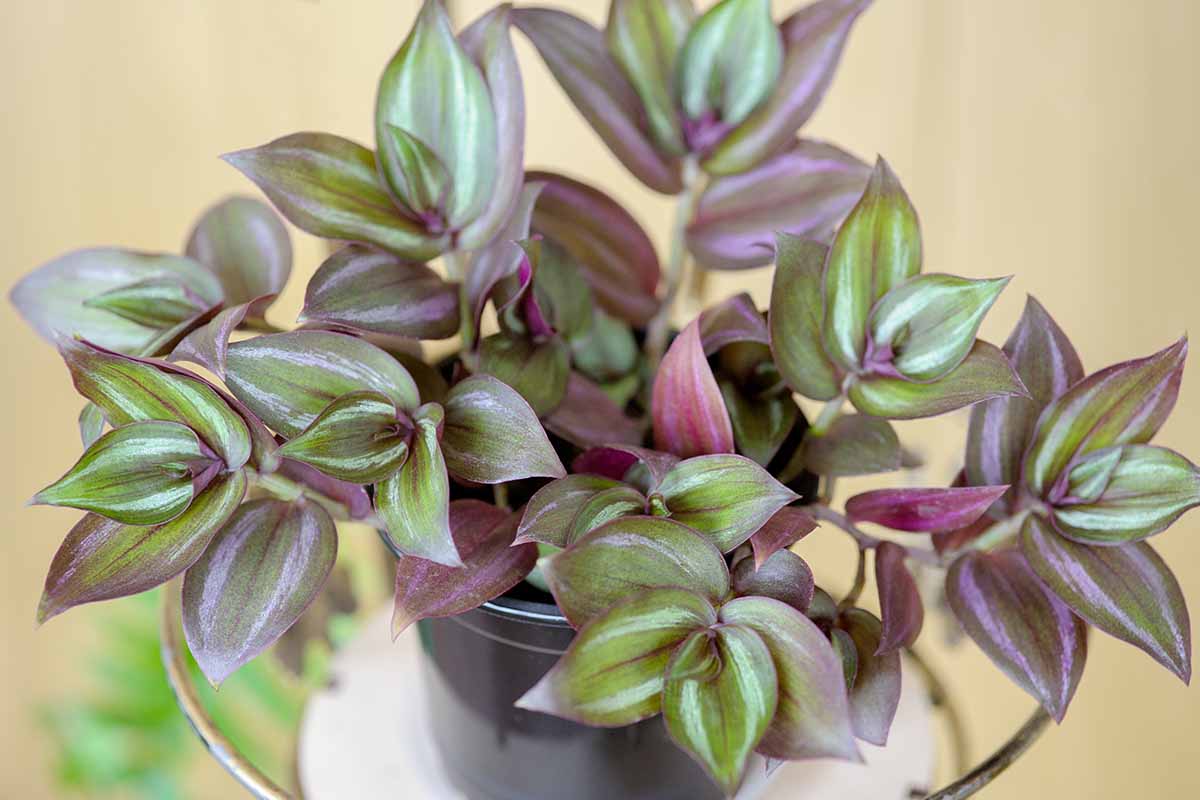 Une image horizontale en gros plan de Tradescantia zebrina poussant dans un petit pot noir, représentée sur un fond flou.