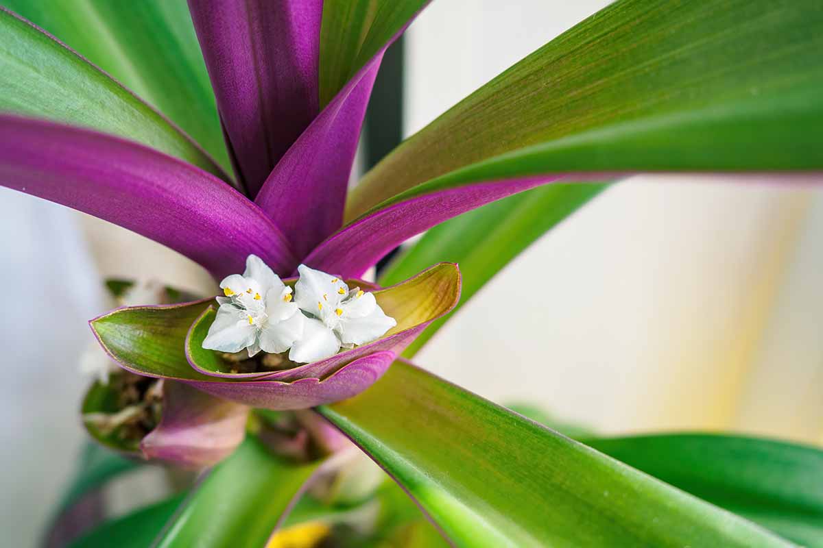 Une image horizontale en gros plan du feuillage et des minuscules fleurs blanches du Moïse dans une plante de spiderwort en berceau, représentée sur un fond à mise au point douce.