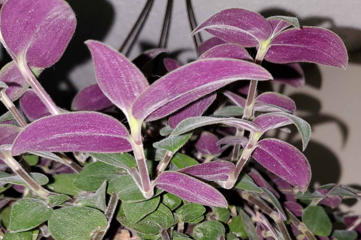 Une image horizontale en gros plan du feuillage du cultivar de spiderwort « Soft Baby Bunny Bellies » poussant dans un pot, représenté en lumière artificielle.
