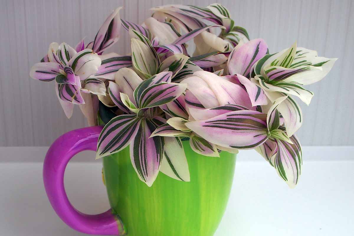 Image horizontale en gros plan d'une plante d'araignée rose, crème et blanche poussant dans une tasse verte et rose, représentée sur un fond gris clair.