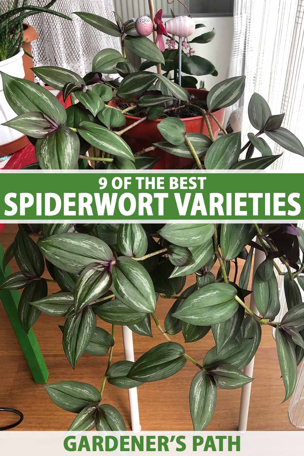 Une image verticale en gros plan d'une plante en pot Tradescantia spiderwort poussant à l'intérieur. Au centre et en bas du cadre se trouve un texte imprimé en vert et blanc.